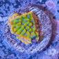 Preview: Montipora Crazy T